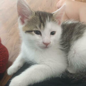 Fundraising Page: Chai Morgan